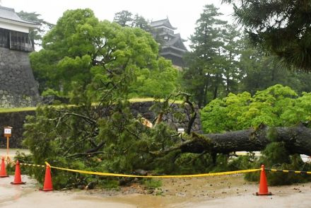 松江城・馬溜で高さ１０メートル超のマツ倒れる　警報級の大雨で列車運休や河川氾濫　山陰両県