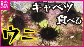 ウニが海藻を食べ尽くし“砂漠化”　魚の姿は見当たらず… 日本各地で海藻減少　廃棄キャベツを「ウニ」のエサに海藻復活へ