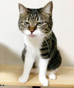 だっふんだあ！ ペロッと舌を出して“とぼけ顔”をする猫が話題、ユニークな写真が撮れた理由は？