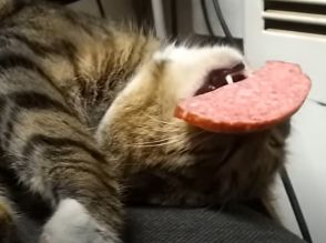 食い意地張りすぎ！　ソーセージをくわえながら爆睡する“猫”に「夢の中でも食べているの？」