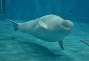 シロイルカのアンナが出産　雄１頭、体長１５５センチ　しまね海洋館アクアス　島根県浜田市・江津市