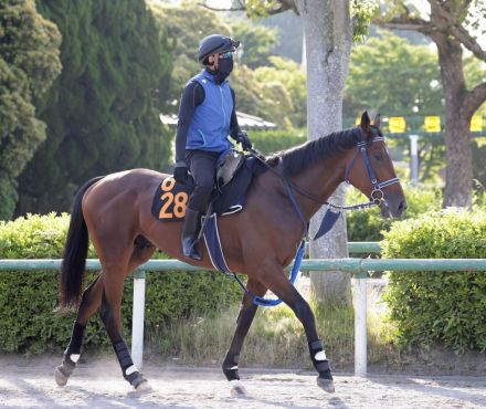 【ラジオＮＩＫＫＥＩ賞】３度目の重賞挑戦となるショーマンフリートが好気配　手塚調教師「十分に勝ち負けになる」