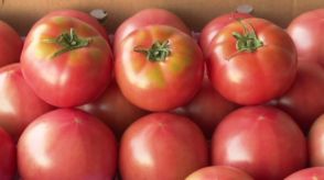 農薬や化学肥料を県の基準より3割程度減らして育てた「エコラブトマト」 収穫ピーク