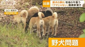 「クマの次は野犬」牧場の牛襲う　「オオカミ化している」驚き　「食べるため」専門家