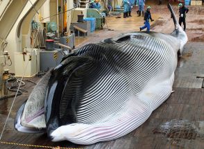 商業捕鯨再開から5年、クジラを巡る新たな動き　73年ぶりの新捕鯨母船も