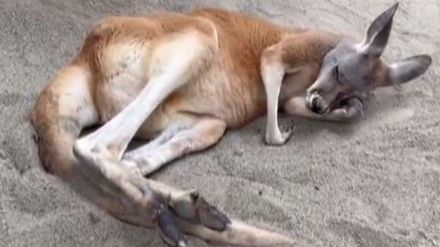 カンガルーの寝る姿が“休日のお父さん”スタイル！？　やんちゃな1歳のカンガルーの人間味あふれる瞬間に注目【激カワアニマル奇跡の瞬間】