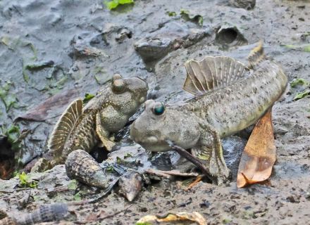 干潟の人気者　恋の季節迎えたトビハゼ、和歌山県田辺市