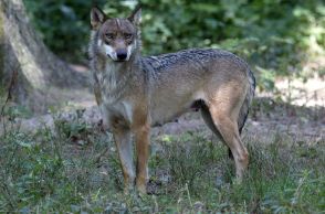 動物園のサファリゾーンでオオカミに襲われ女性重傷 仏