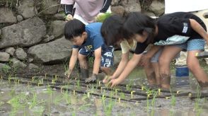 小豆島町の「中山千枚田」で田植え体験　地元の小学生が泥だらけで挑戦　香川