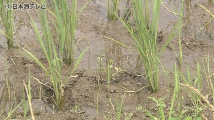 「今回の雨は全体的に見ると恵みの雨かなと思います」　降水量が少なかった6月　農家では大雨を喜ぶ声　鳥取県八頭町