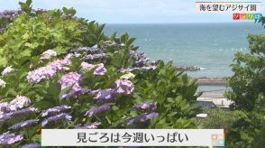 日本海を望む高台に1500株 色鮮やかなアジサイが見ごろに【新潟・糸魚川市】