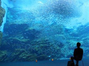 仙台うみの杜水族館で恒例「おひとりさまナイト」　マイチェアも持ち込みOK