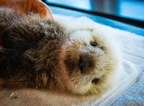バンクーバー島でラッコの赤ちゃん保護　水族館が24時間体制で世話