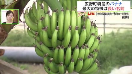 皮ごと食べられる!東北・福島で栽培される“長すぎる”バナナ