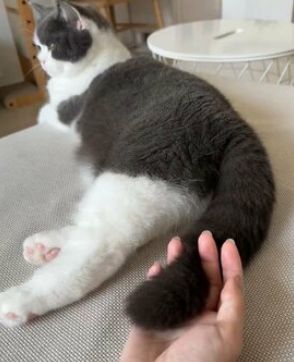 仮眠から目覚めると「指に挟まっていたもの」が話題　猫との奇跡に「なんてご褒美」