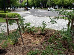 平和大通り、この1年余で倒木3件　支柱で補強した樹木も倒れる　広島市は点検項目見直しも