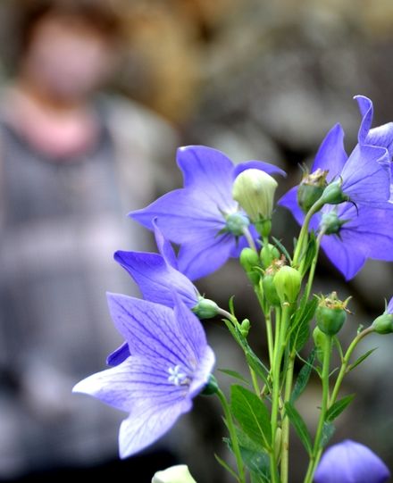 梅雨の蒸し暑さの中、福知山城で光秀の家紋・キキョウさわやかに