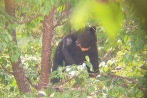 「校庭でクマが横になっている」　栃木・日光の小中学校に出没　山林と行ったり来たり…木に登る姿も