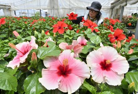 南国の花は“宇都宮育ち”　ハイビスカスが出荷ピーク　40度近いハウスで作業に汗