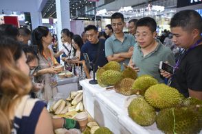 ドリアン市場の激しい競争 マレーシアの新鮮生ドリアンが中国市場に進出