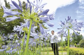 梅雨も涼やか　アガパンサス見頃　伊豆・修善寺虹の郷　　