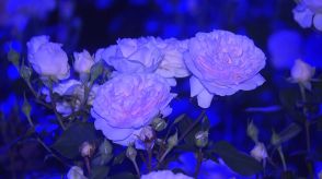昼も夜も楽しめる人気フォトスポット「花巻温泉バラ園」　ライトアップされたバラが幻想的な雰囲気を演出【岩手発】