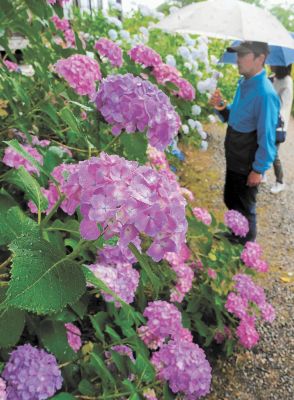 雨の境内に映えるアジサイ　宮城・美里の山神社、800株見頃