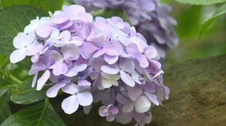 “梅雨の花”が公園を涼やかに彩る 松山総合公園で20種類3500本のアジサイが見ごろ迎える