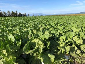 桃屋 長野県小海町と連携 白菜など特産食材で地域活性化