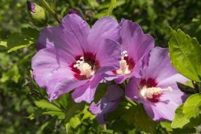 真夏におしゃれな花が咲く《小さめの庭木4選》西日と暑さに強い「ほぼ植えっぱなしOKの花木」