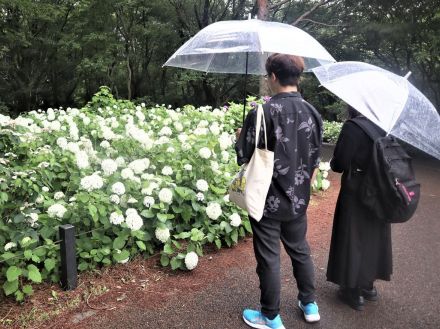 白いアジサイ「アナベル」が見頃　茨城の国営ひたち海浜公園