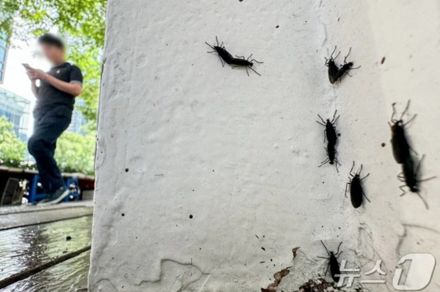 むしろ益虫なのに…「赤い背中のハエ」の襲撃にソウル各地域で悲鳴