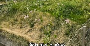 雑草だらけで荒れた庭を、素人夫妻がDIY→2年後……　目を疑う変貌ぶりに「お見事としか言いようがない」「外国の映画に出てきそう」