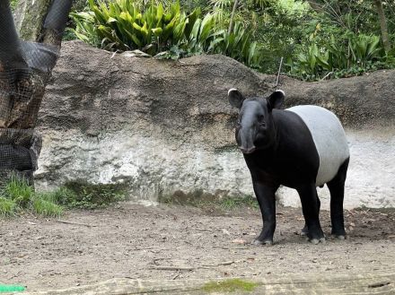 よこはま動物園のマレーバクが台湾への移送中に死亡　病理解剖で明らかになった死因で波紋が広がる理由