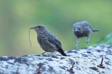 餌ちょーだい　屋根の上で追いかけっこ　イソヒヨドリ巣立ちびな／兵庫・丹波篠山市