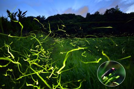 ゲンジボタル、闇夜に乱舞　階上・松館川支流