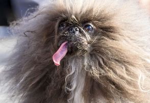 「世界一醜い犬」コンテスト、８歳のペキニーズが優勝　長い舌が特徴