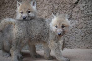 ふわふわでかわいい！国内初ホッキョクオオカミの赤ちゃんが2頭誕生　つぶらな瞳が愛くるしい写真公開【激カワアニマル奇跡の瞬間】