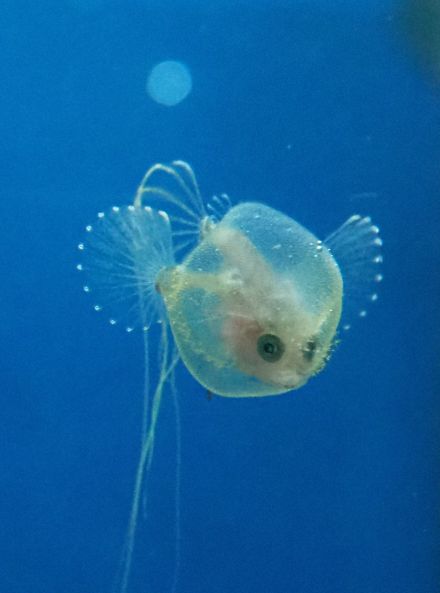 風船のようにゆらゆらと…深海魚アカグツの稚魚展示　和歌山・串本