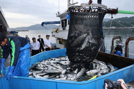 釜石で養殖サクラマス水揚げ　秋サケに代わりブランド化目指す