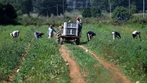 農作業中に腕切断、路上に放置されたインド人労働者死亡　イタリア