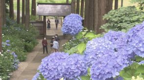 米沢市の瑞雲院でアジサイ見頃　少雨にも負けず8000株を住職が手入れ