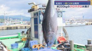 佐渡市で200kg級クロマグロ4本が一挙水揚げ 漁師たち歓喜【新潟・佐渡市】