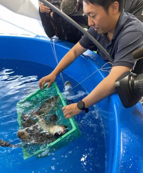 焼き、フライでなく刺し身でどうぞ　北海道でホッケ陸上養殖の実験