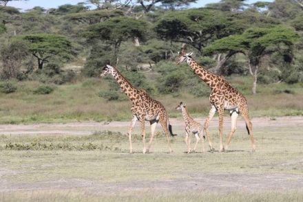 キリンの首はなぜ長いのか…その鍵はメスの生存戦略にあった（海外）