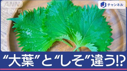 “大葉”と“しそ”何が違う？同じと思ってる人多いみたいですが…実は「明確な違い」