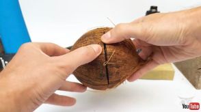 “670日前”のココナッツを割ってみると……　新鮮なココナッツからは“想像できない中身”にネット興味しんしん「珍味かも」「禁断の知識を得た気分になる」【海外】