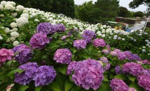 梅雨に華やぐ　アジサイが見頃　淡路島国営明石海峡公園