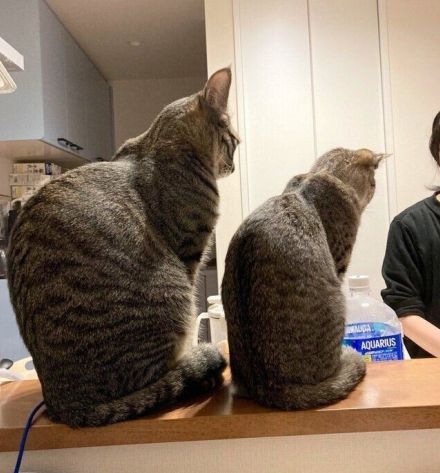 洗い物中の飼い主さんをじっと見守る2匹の猫　「シンクロした後ろ姿」にほっこり！
