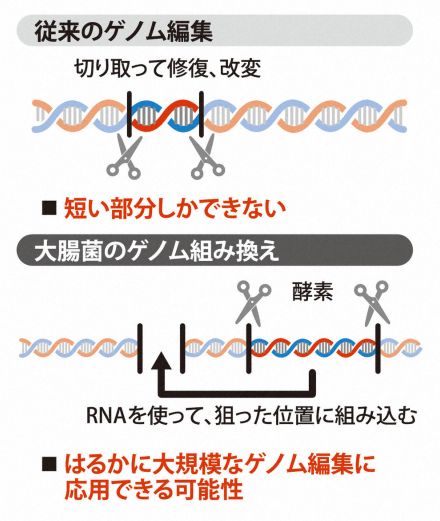 「常識覆す仕組み」　大腸菌の大規模ゲノム組み換え解明　東京大など